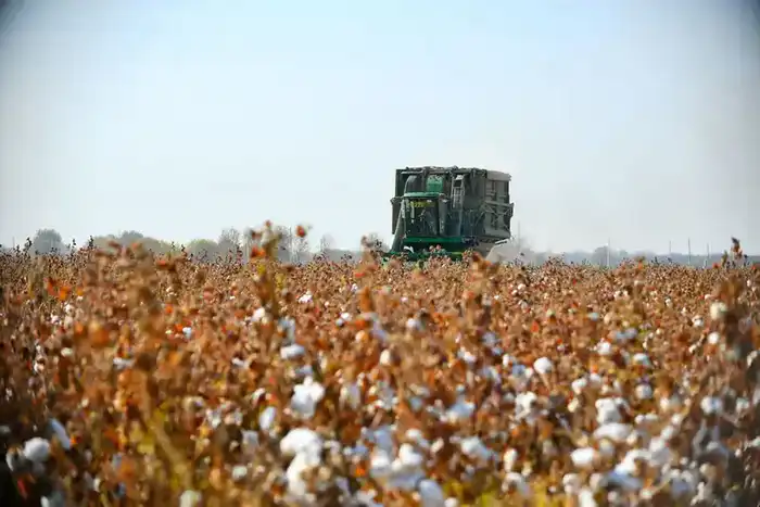АПК Туркестанской области показывает высокие темпы развития (6)