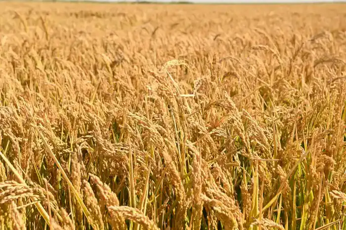 Рост сельхозпродукции и внедрение технологий в Кызылординской области Павлодаре