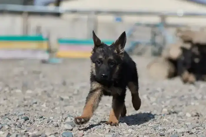 Щенки тоже готовы служить стране: в Нацгвардии увеличивается число породистых служебных собак (3)
