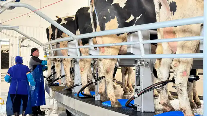 84 семени успеха: программа тиражирования опыта СКО начинает плодоносить в АПК Павлодаре