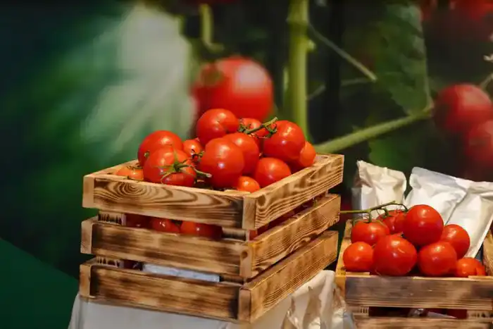 Строительство тепличного комплекса в Шымкенте создаст новые рабочие места и увеличит объемы овощного производства Павлодаре