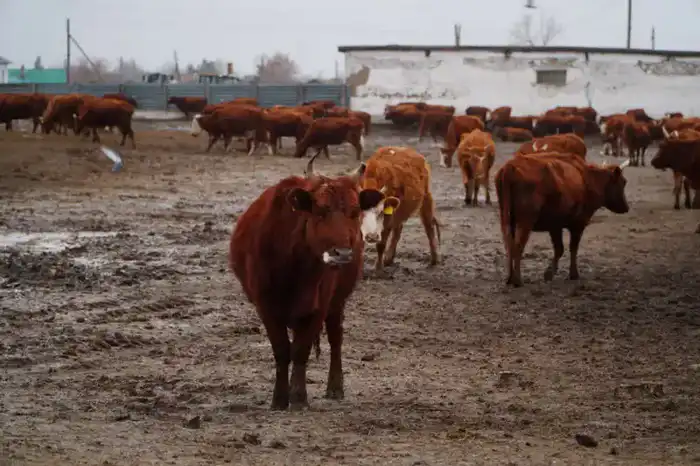 В Ерейментауском районе закладывают основы мясного королевства с инвестициями 15,5 млрд тенге Павлодаре