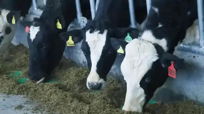 В ВКО открыта новая молочно-товарная ферма на 1075 голов (8)