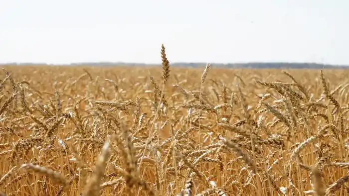 Акмолинская область стала лидером страны по валовому сбору зерновых (3)