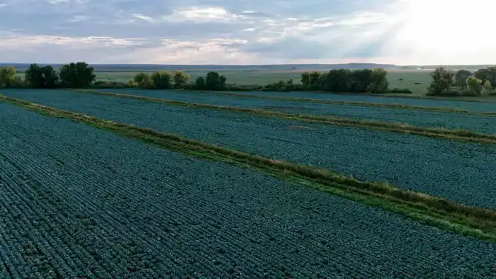 Казахстан: рекордный урожай картофеля — 2,9 млн тонн в 2025 году Павлодаре