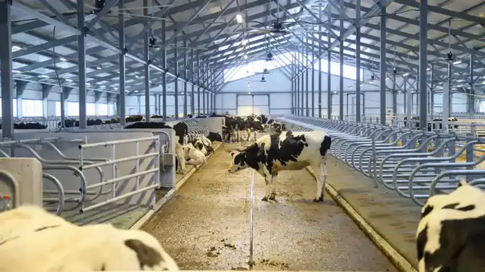 В ВКО открыта новая молочно-товарная ферма на 1075 голов (5)