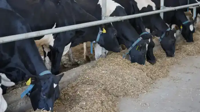 Казахстан увеличивает производство переработанного молока и мяса птицы в рамках импортозамещения Павлодаре