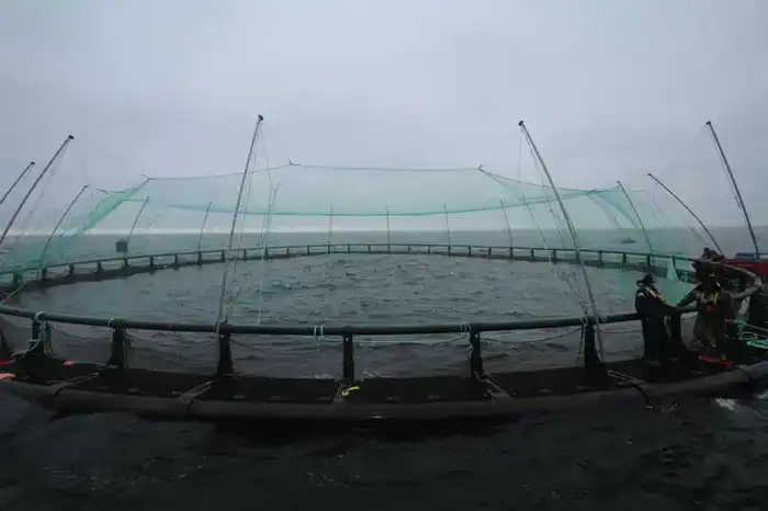 В Мангистау реализуется первый в Центральной Азии проект морской аквакультуры (6)