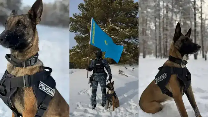 Служебные собаки раскрыли 28 преступлений в области Абай, проведены проверки в 376 учреждениях Павлодаре