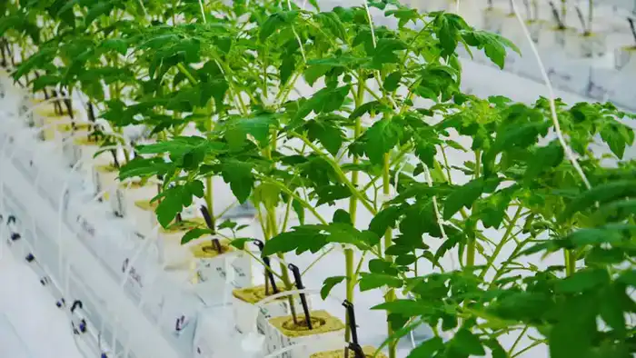 В Туркестанской области открыт тепличный комплекс на 52 га с производственной мощностью 27 000 тонн овощей в год Павлодаре