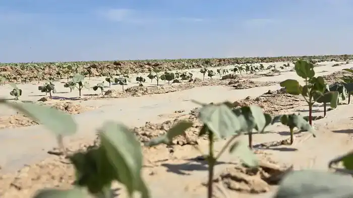 Проект полного цикла: в Туркестанской области создадут масштабный кластер от выращивания хлопка до изготовления одежды Павлодаре