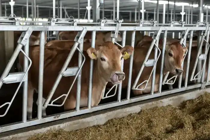 Инвестиции в 200 млрд тенге: что изменится в животноводстве к 2026 году Павлодаре