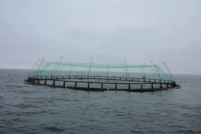 Проект по аквакультуре в Мангистау: новые перспективы для рыбного хозяйства и экономики региона Павлодаре