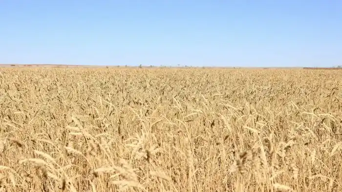 Сельское хозяйство Карагандинской области демонстрирует стабильный рост по итогам года Павлодаре