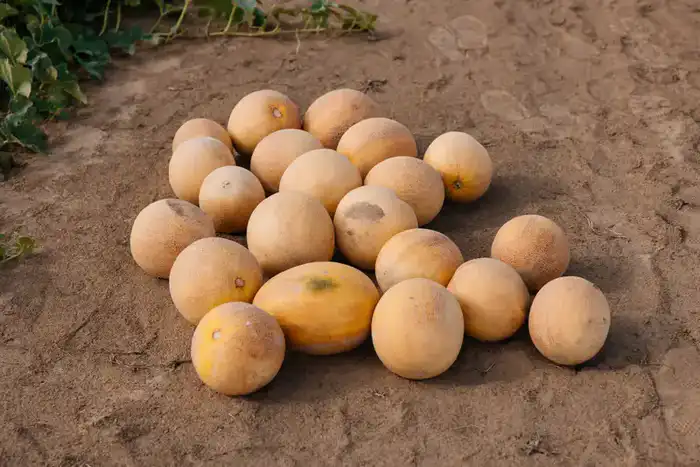 В Атырауской области объём производства сельскохозяйственной продукции достиг 116,8 млрд тенге (6)