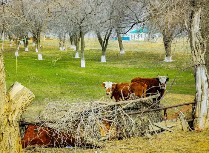 Скот в Актюбинской области: на 7% больше – результат поддержки государства как свежий дождь для урожая! Павлодаре