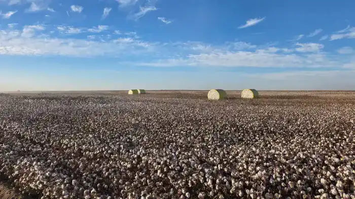 Проект полного цикла: в Туркестанской области создадут масштабный кластер от выращивания хлопка до изготовления одежды (2)