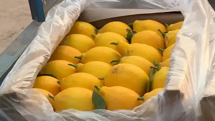 Лимоны в Сарыагаше: 200 тонн урожая с 12 гектаров теплиц Павлодаре