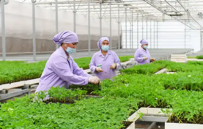 Туркестанская область: аграрный сектор на подъёме Павлодаре