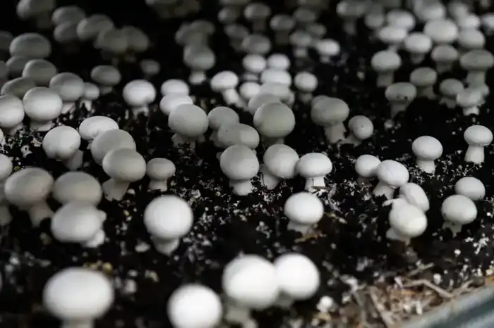 Самая крупная грибная ферма открыта в регионе (5)