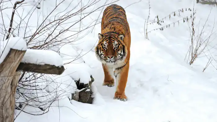 Восстановление популяции тигров в Казахстане: как сосуществование хищников и людей повлияет на экосистему и безопасность местных жителей Павлодаре