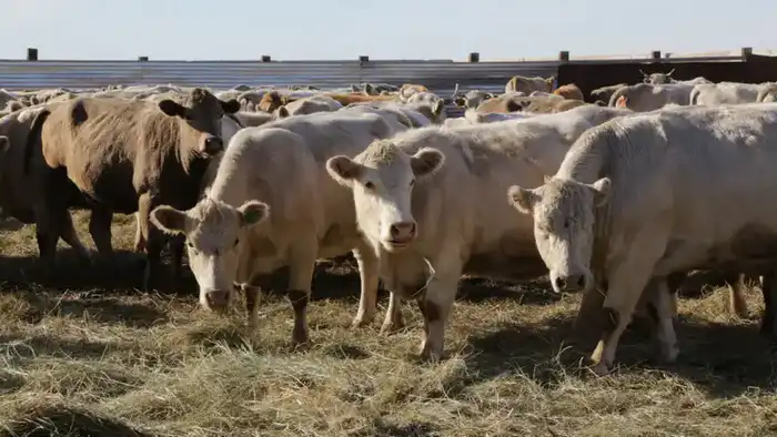 Завершена подготовка к зимовке скота в Карагандинской области Павлодаре