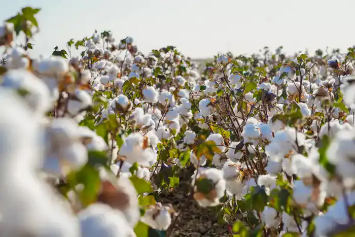 В ТУРКЕСТАНСКОЙ ОБЛАСТИ СОЗДАЮТСЯ ХЛОПКОВЫЙ, МЯСНОЙ И КУКУРУЗНЫЙ КЛАСТЕРЫ, УВЕЛИЧИВАЕТСЯ ПОКАЗАТЕЛЬ ГЛУБОКОЙ ПЕРЕРАБОТКИ (2)
