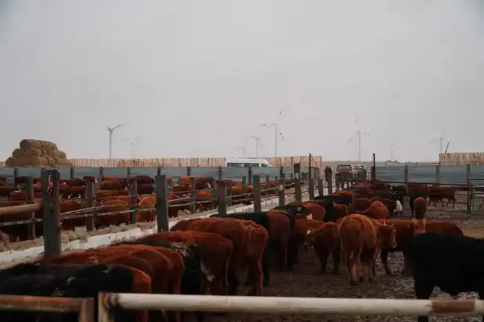 В Ерейментауском районе формируется крупный мясной кластер (3)