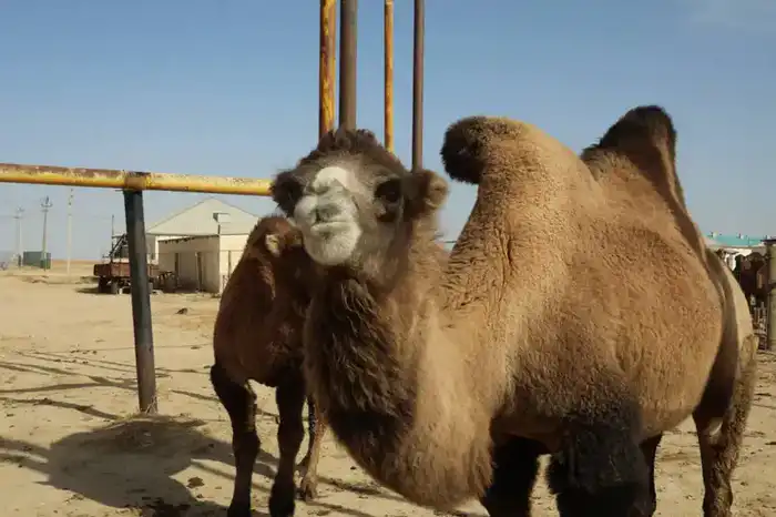 Рост сельскохозяйственного производства в Мангистауской области: 38 млрд тенге и 22,4% в животноводстве Павлодаре