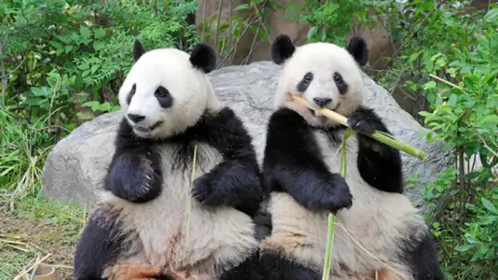 Возвращение панд в Китай: символ ухудшающихся отношений между Японией и Китаем Павлодаре