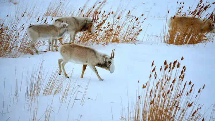 Экологические последствия передачи сайгаков из Казахстана в Китай: анализ итогов 2025 года Павлодаре
