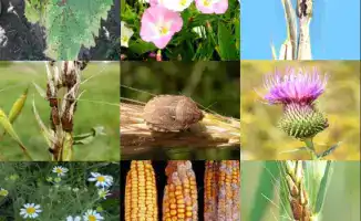 Путь к чистоте: общественные обсуждения о карантинных сертификатах в агропромышленном комплексе Казахстана