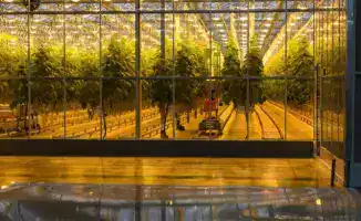 Расширение мощностей тепличного комплекса Зеленый Север до 4 5 тыс тонн овощной продукции в год