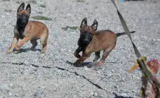 В Нацгвардии РК родились 42 породистых щенка для службы