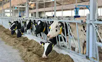 Запуск молочно-товарной фермы на 1 075 голов в ВКО: новый этап в развитии сельского хозяйства региона