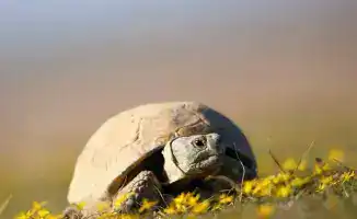 Запрет на использование среднеазиатской черепахи в Казахстане: шаг к восстановлению природного баланса