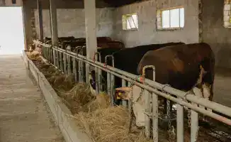 Атырауская область увеличила объём производства сельскохозяйственной продукции на 108,6% в 2025 году