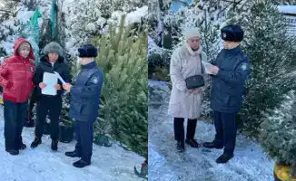 Операция Ель защита хвойных деревьев Алматы декабрь 2023