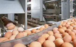 Временный запрет на ввоз куриных яиц в Казахстан: последствия для рынка и производителей