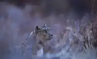 Установка GPS-ошейника на снежного барса: шаг к защите исчезающего вида в Казахстане