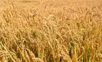 Рост сельхозпродукции и внедрение технологий в Кызылординской области