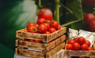 Строительство тепличного комплекса в Шымкенте создаст новые рабочие места и увеличит объемы овощного производства