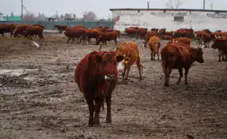 В Ерейментауском районе закладывают основы мясного королевства с инвестициями 15,5 млрд тенге