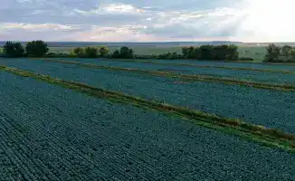 Казахстан: рекордный урожай картофеля — 2,9 млн тонн в 2025 году