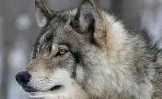 Введение разрешений на изъятие волков и шакалов: последствия для экосистемы Казахстана