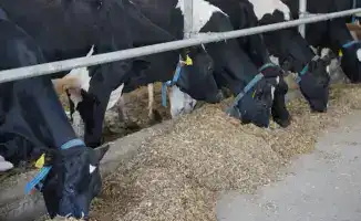 Казахстан увеличивает производство переработанного молока и мяса птицы в рамках импортозамещения