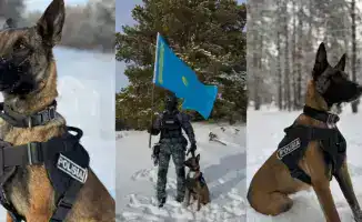 Служебные собаки раскрыли 28 преступлений в области Абай, проведены проверки в 376 учреждениях