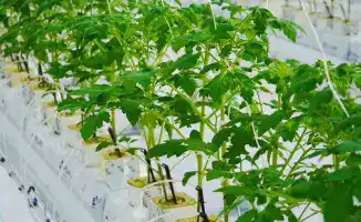 В Туркестанской области открыт тепличный комплекс на 52 га с производственной мощностью 27 000 тонн овощей в год