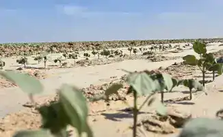 Проект полного цикла: в Туркестанской области создадут масштабный кластер от выращивания хлопка до изготовления одежды