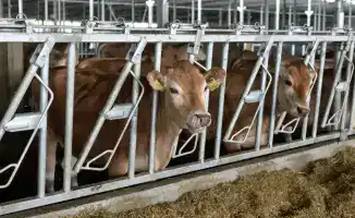 Инвестиции в 200 млрд тенге: что изменится в животноводстве к 2026 году